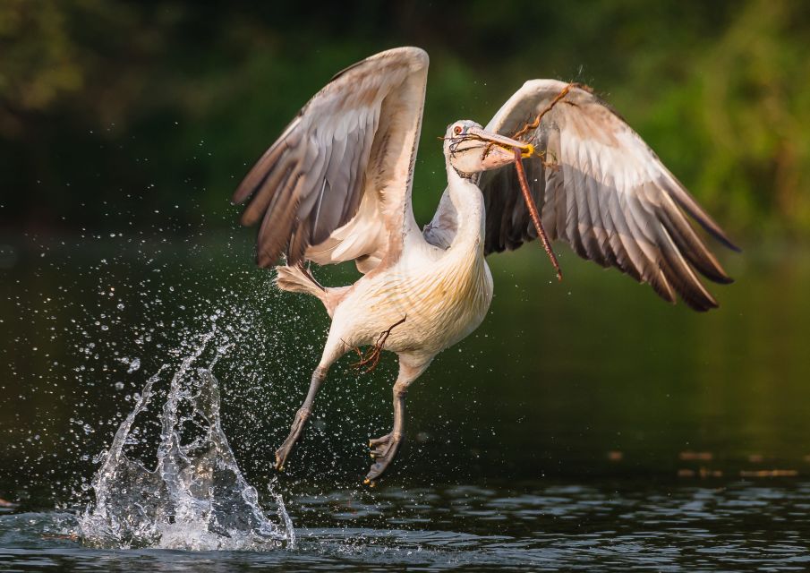 Prek Toal Bird Sanctuary and Great Lake Tour in Cambodia - Just The Basics