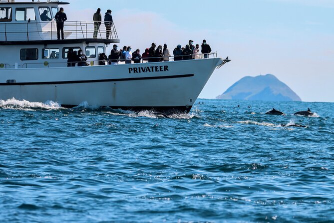 San Diego Whale Watching Tour - Key Points