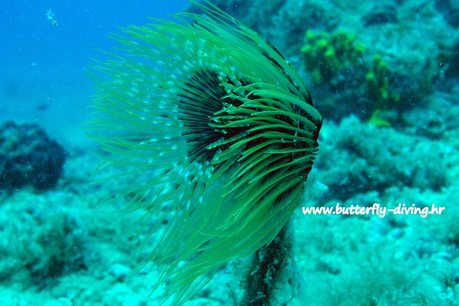 Snorkeling Tour Makarska Riviera, Islands of Hvar or Brač - Just The Basics