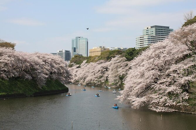 Tokyo Cherry Blossoms Blooming Spots E-Bike 3 Hour Tour - Key Points