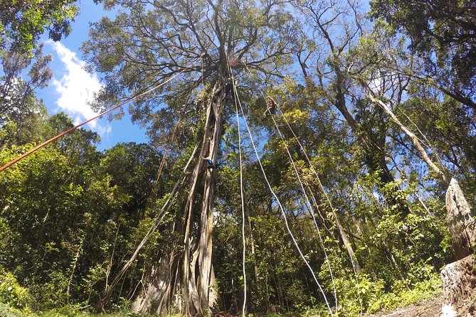 Tree Top Climbing Monteverde - Just The Basics