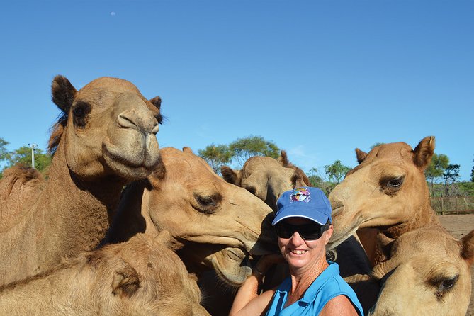 1 Hour Broome Sunset Camel Tour - Key Points
