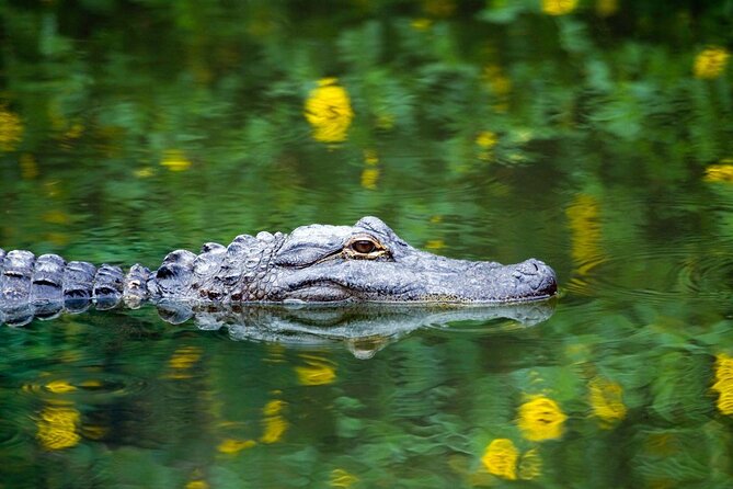 1-Hour Evening Airboat Ride - Key Points