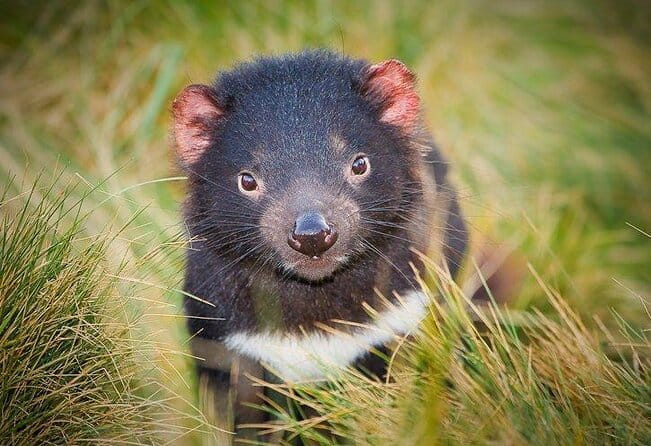 1-Hour Tasmanian Devil Feeding Day Tour at Cradle Mountain - Key Points