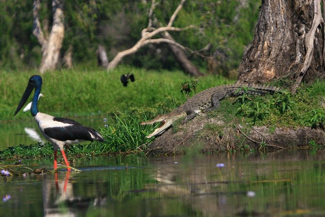 1 Day Corroboree Billabong Wetland Experience Including 2.5 Hour Cruise Lunch
