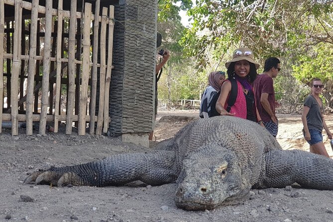 1- Day Komodo Island Tour Hopping Around by Speed Boat - Tour Overview