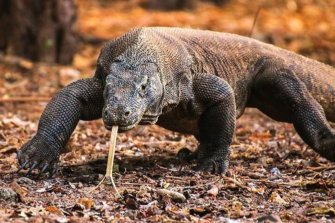 1 Day Komodo Trip by Private Fast Boat