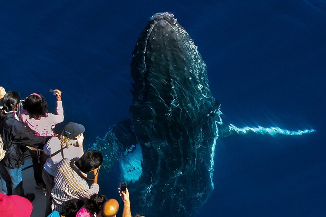 2.5-Hour Humpback Whale Watching Cruise, Gold Coast