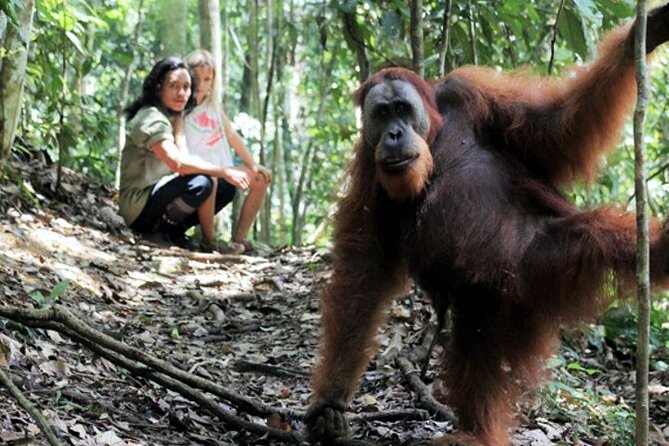 2 Day Orangutan Jungle Trek From Hotel Orangutan Bukit Lawang