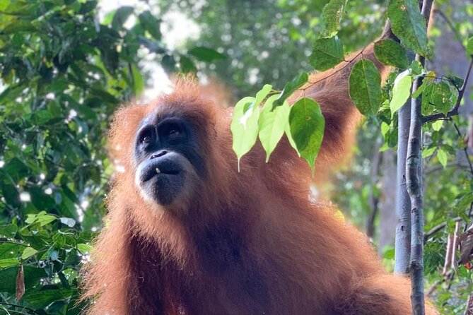 2 Days 1 Night in THE JUNGLE Mount Leuser ( See ORANGUTAN) - Meeting and Pickup Details