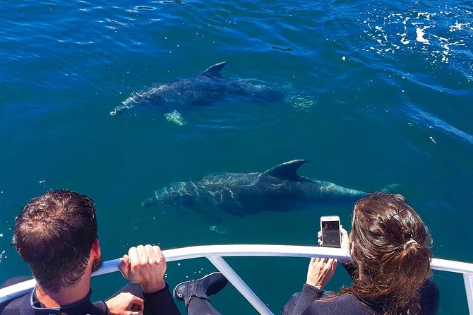 2 Hour Dolphin Viewing Eco-Tour From Picton - Tour Details