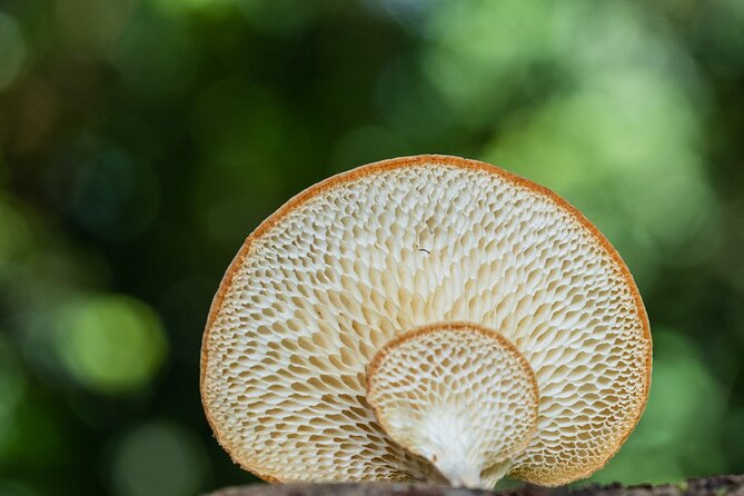 2-Hour Mushroom Photography Activity in Cairns Botanic Gardens - Activity Overview