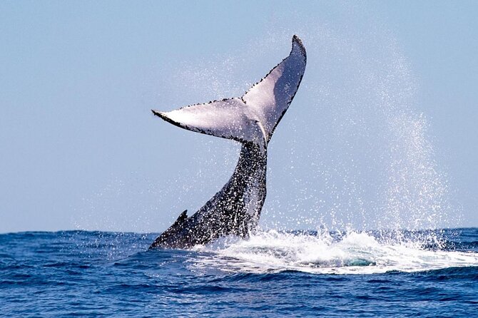 2 Hours Whale Watching Tour in Fremantle - Tour Overview