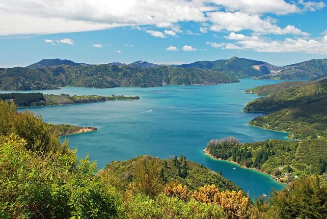 3.5 Hour Marlborough Sounds Delivery Cruise - Tour Highlights
