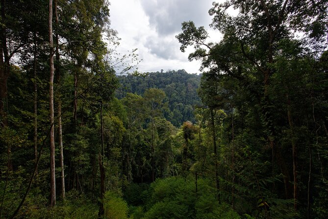 3-Day Indonesia Tour: Bukit Lawang, Gunung Leuser Park  – Medan