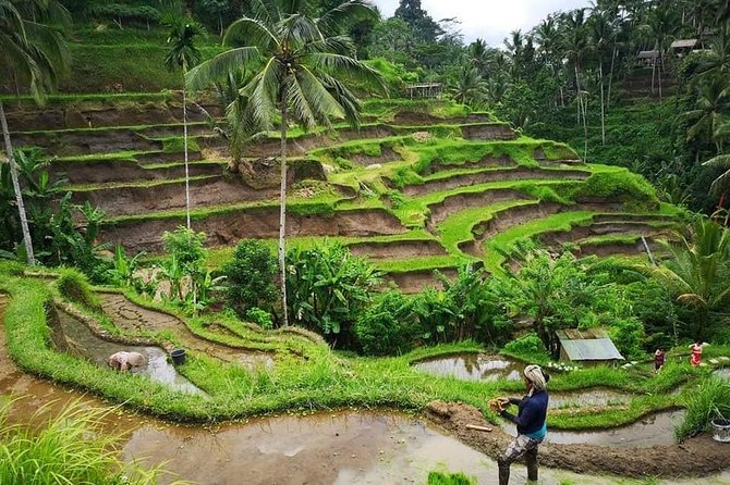 3 Days Bali Cheap Tour Package - Pricing and Inclusions