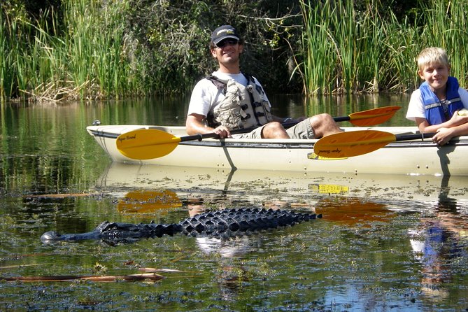 3 Hour Guided Mangrove Tunnel Kayak Eco Tour - Tour Details