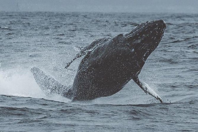 3-Hour Monterey Bay Winter Whale-Watching Tour