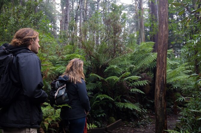 3 Hour Rainforest Walking Tour in Badger Creek