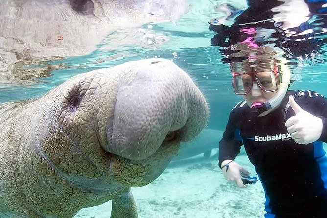 3 Hour Swim With Manatees in Florida - Inclusions and Meeting Information