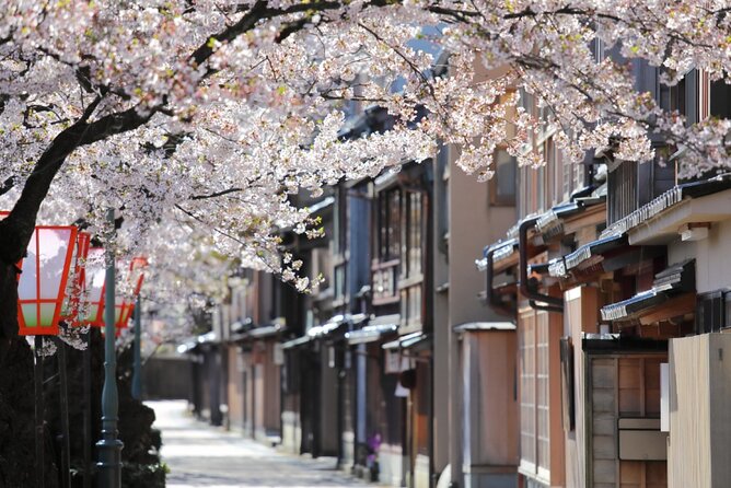 4 Hour Unique Kanazawa Cherry Blossom Sakura Private Experience - Experience Highlights