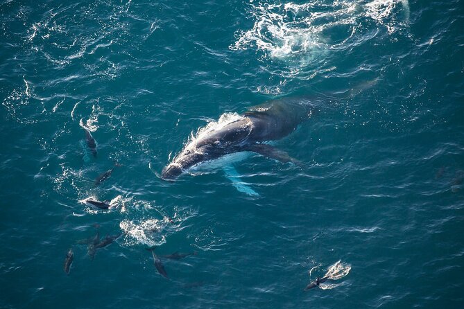 45 Minutes Whale Watching Ocean Safari Helicopter Tour Kaikoura - Tour Overview