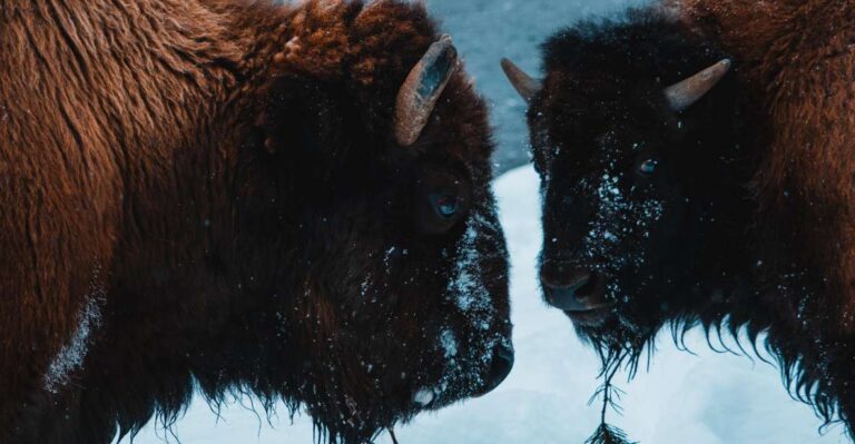 5-Day Winter Yellowstone Wildlife Tour