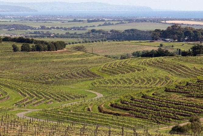 8-Hour Mclaren Vale Winery Tour From Adelaide