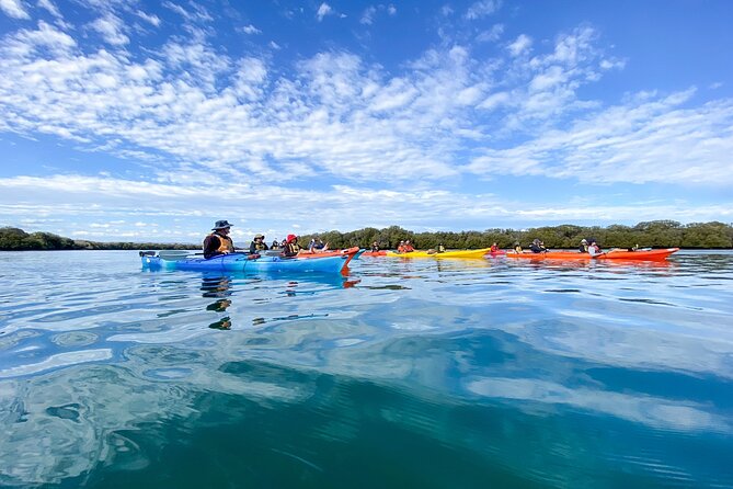 Adelaide Dolphin Sanctuary and Ships Graveyard Kayak Tour - Inclusions