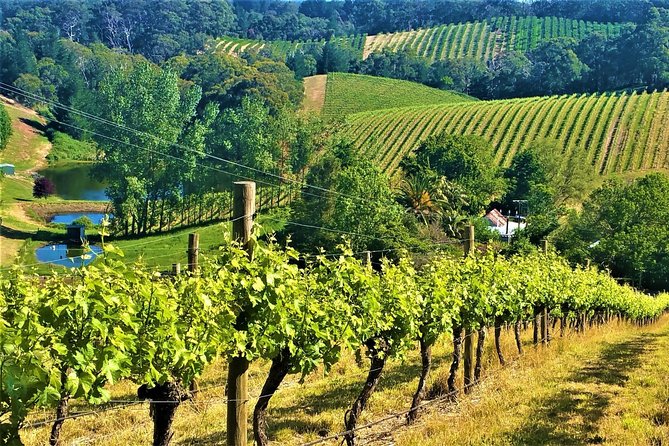 Adelaide Hills Private Day Tour - Wine Tasting Experience