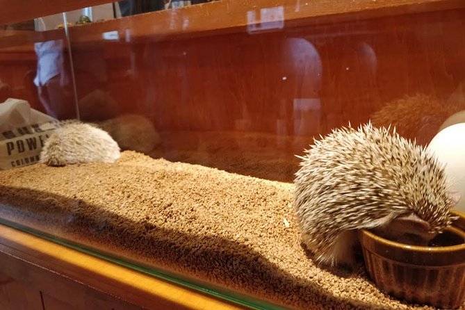 Admission to Hedgehog Cafe in Harajuku