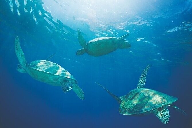 Afternoon “Honu” Hawaiian Green Sea and Dolphin Snorkel and Sail