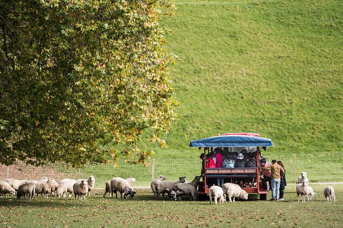 Agrodome Farm Experience Including Farm Show and Farm Tour – Rotorua