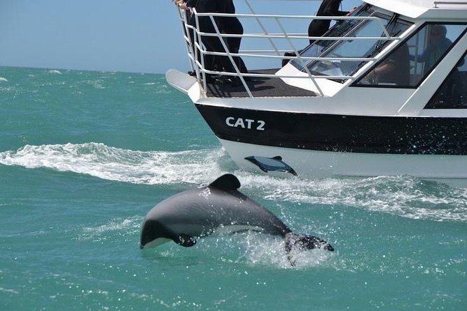 Akaroa and Banks Peninsula Small Group Tour (Nature Cruise or Dolphin Swim) - Tour Features and Highlights