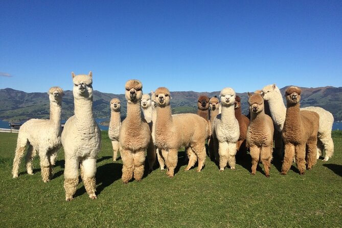 Akaroa Eco-Safari With Alpaca Farm Tour and Wine Tasting - Tour Highlights