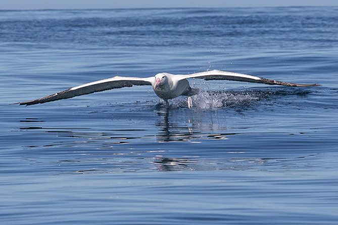 Albatross, Wildlife and Harbour Cruise - Booking Details