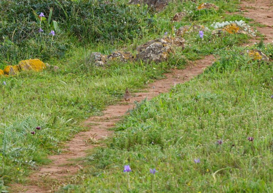 Algarve: Guided WALK in the Natural Park South Coast