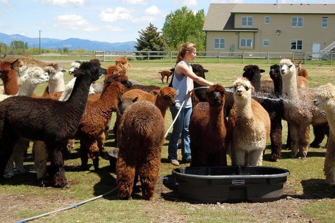 Alpaca and Llama Farm Tour