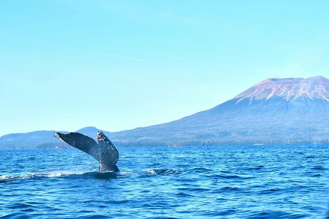 Amazing Whale Watching and Marine Wildlife Shore Excursion