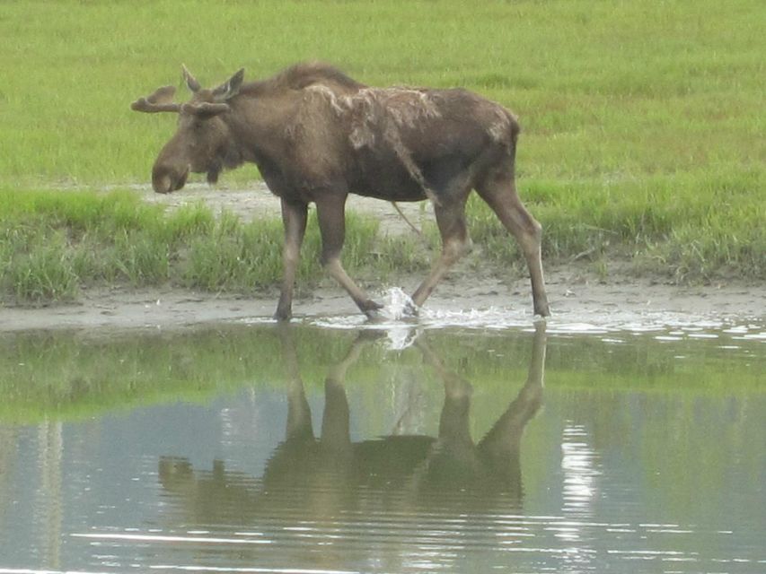 Anchorage: Glacier and Wildlife Explorer Cruise - Activity Details