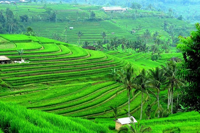 Ancient Temples and Jatiluwih Rice Terrace Private Tour