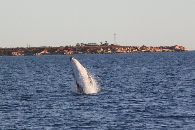 AOC Whale Watching From Broome - Tour Overview