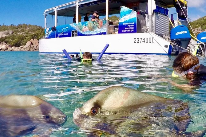 Aquascene Magnetic Island Discovery Tour - Tour Overview