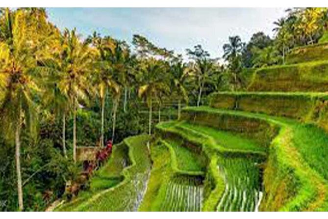 ATV Quad Bike-Ubud Monkey Forest-Rice Terrace & Ubud Waterfall