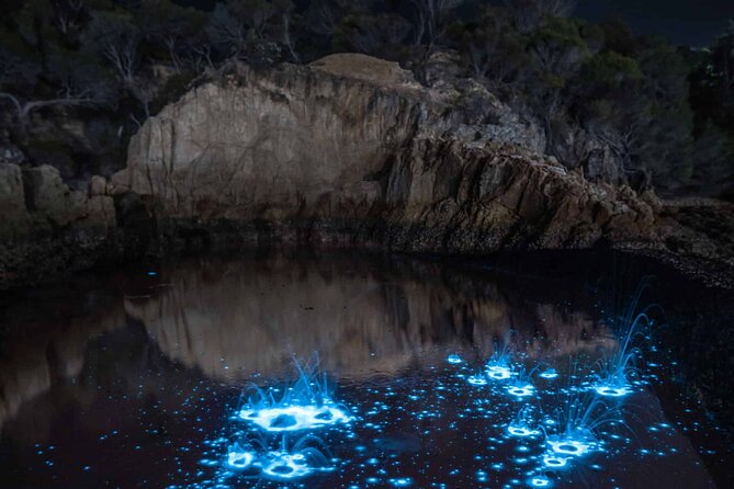 Auckland Bioluminescence Kayak Tour - Group Size