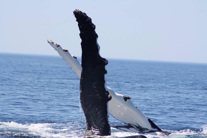 Augusta Whale Watching Eco Tour - Tour Experience