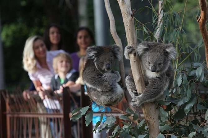 Australian Wildlife Tour at Melbourne Zoo Ticket – Excl. Entry