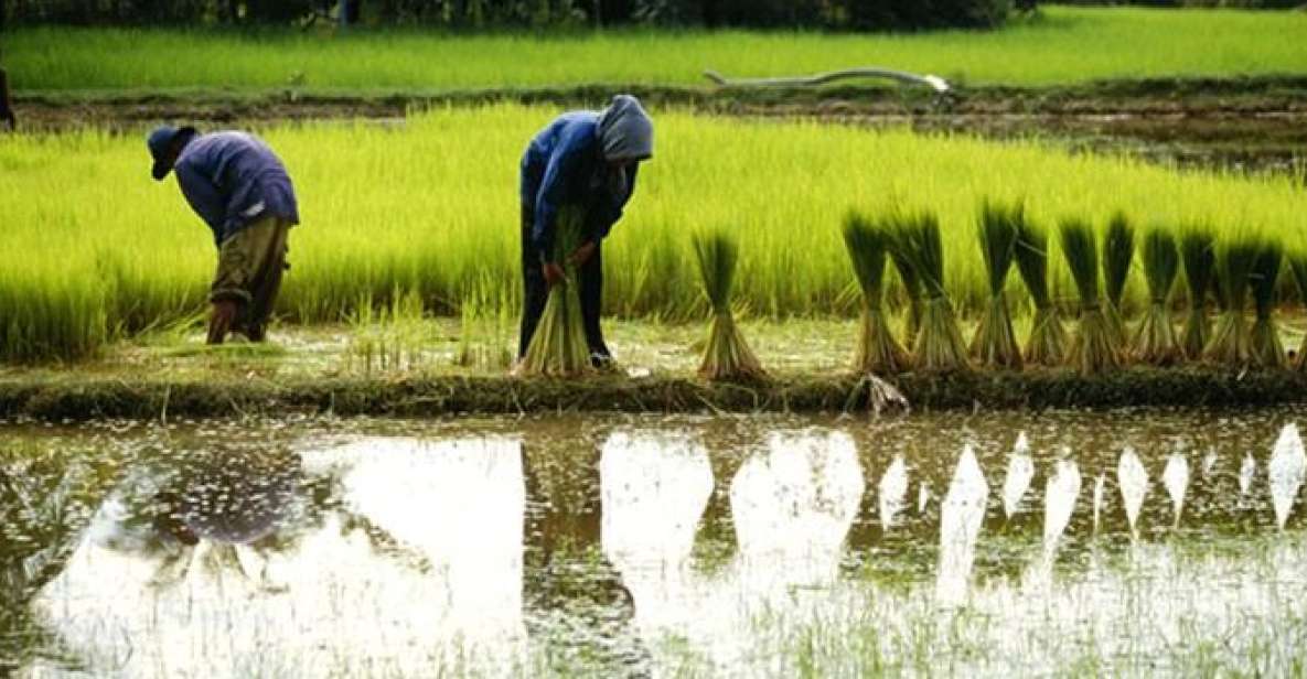 Back to Basics: Village Life Tour From Siem Reap