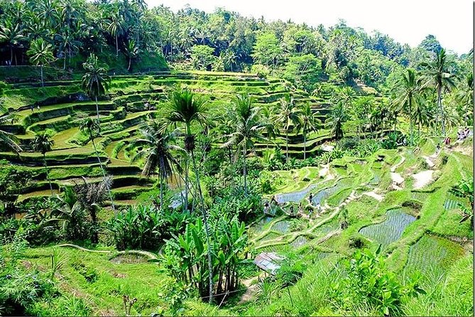Bali Full Day Tour - Booking Details and Pricing