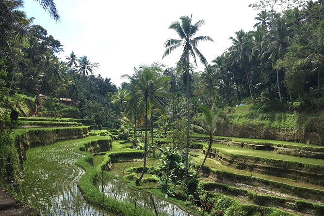 Bali Individual Route With Private English Speaking Driver